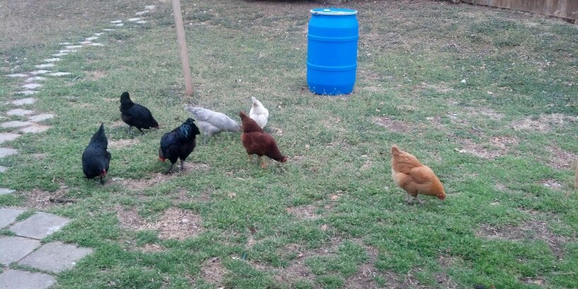 TXChickenMan's profile banner image