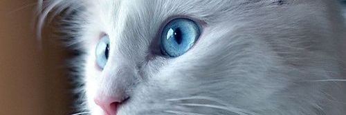 OhGeo_'s profile banner image