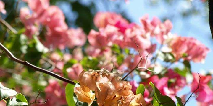 _floritas's profile banner image