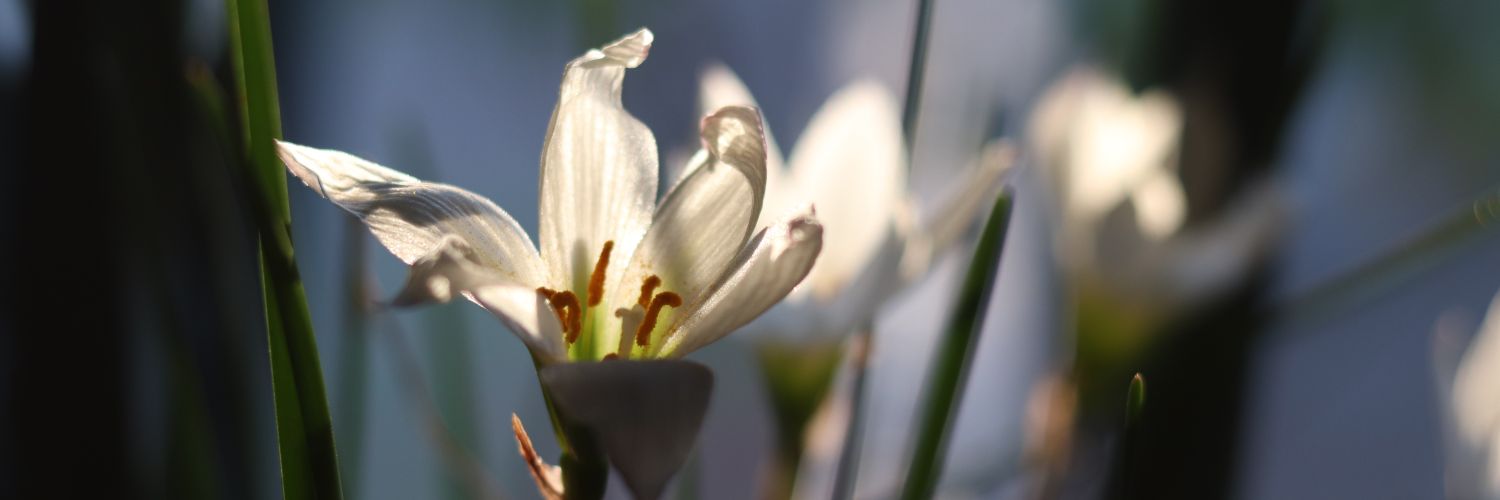 DelfiVisus's profile banner image