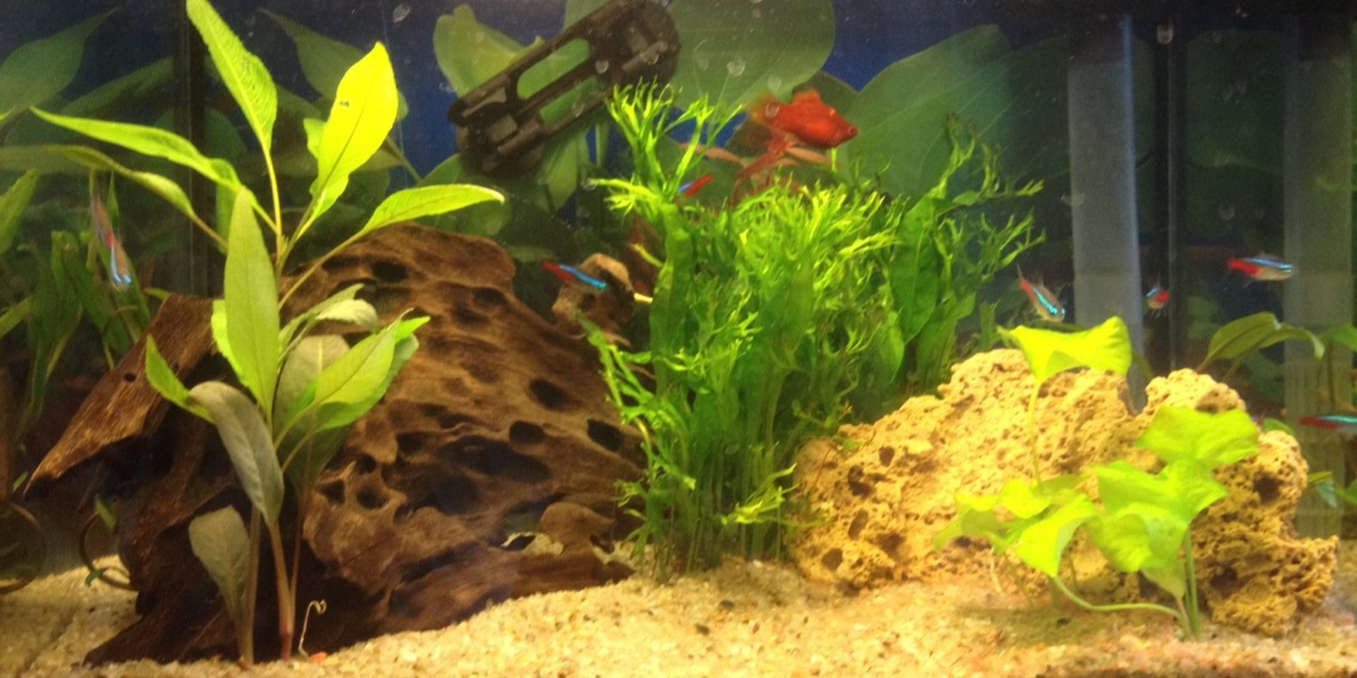 FishTankFun's profile banner image