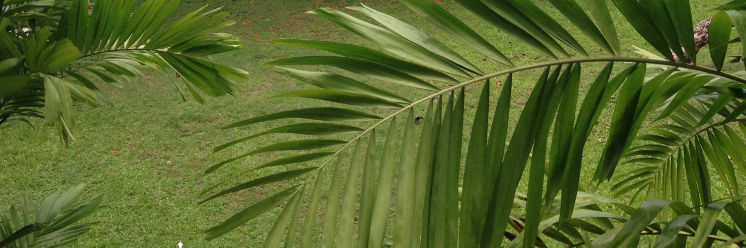 RuthWillems's profile banner image