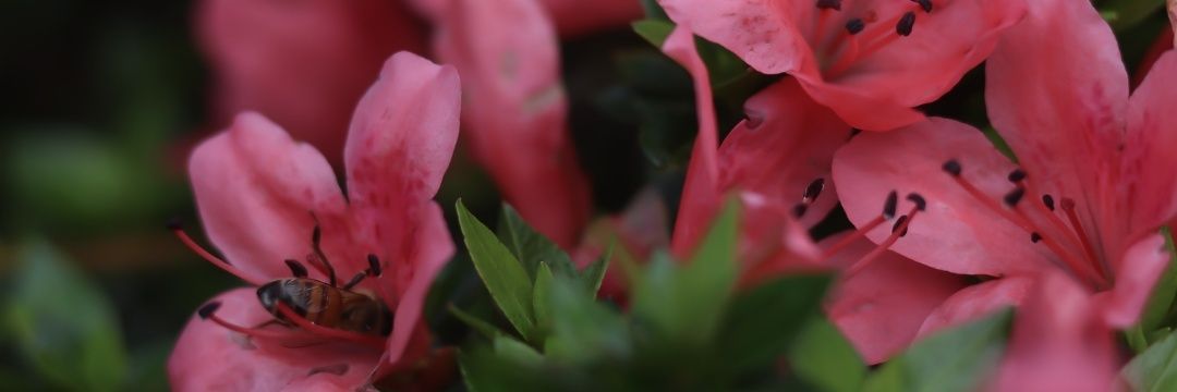 miss_salamander's profile banner image