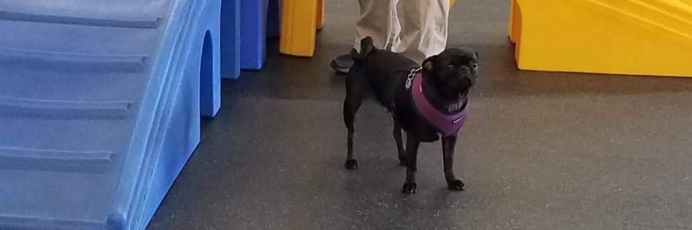 RescuedPug's profile banner image