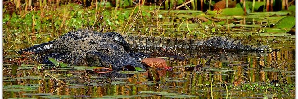 HuntFloridaFWC's profile banner image