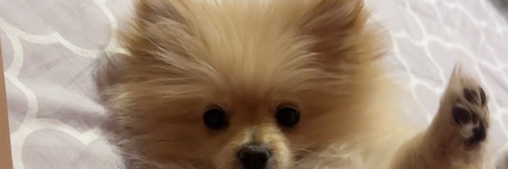 joycemaleny's profile banner image