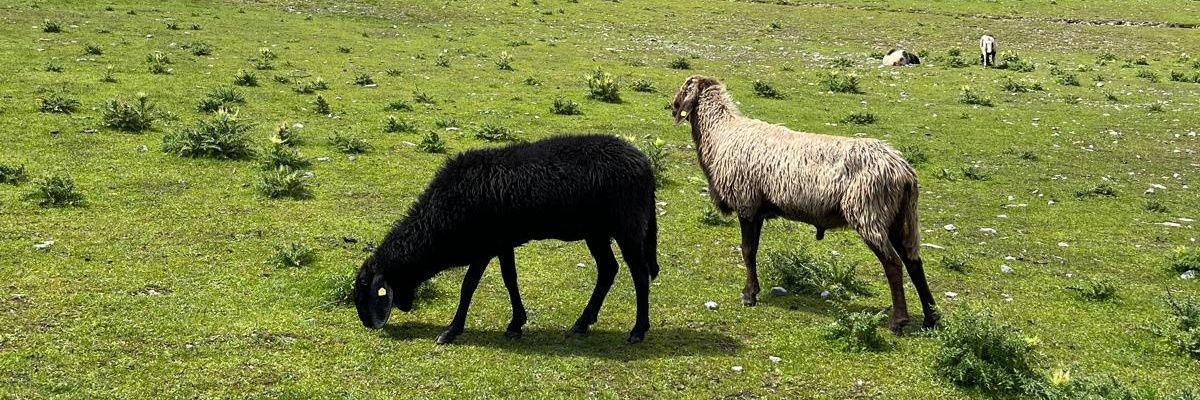 Sitzriese's profile banner image