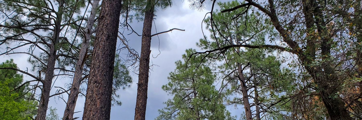 tonyaaum's profile banner image