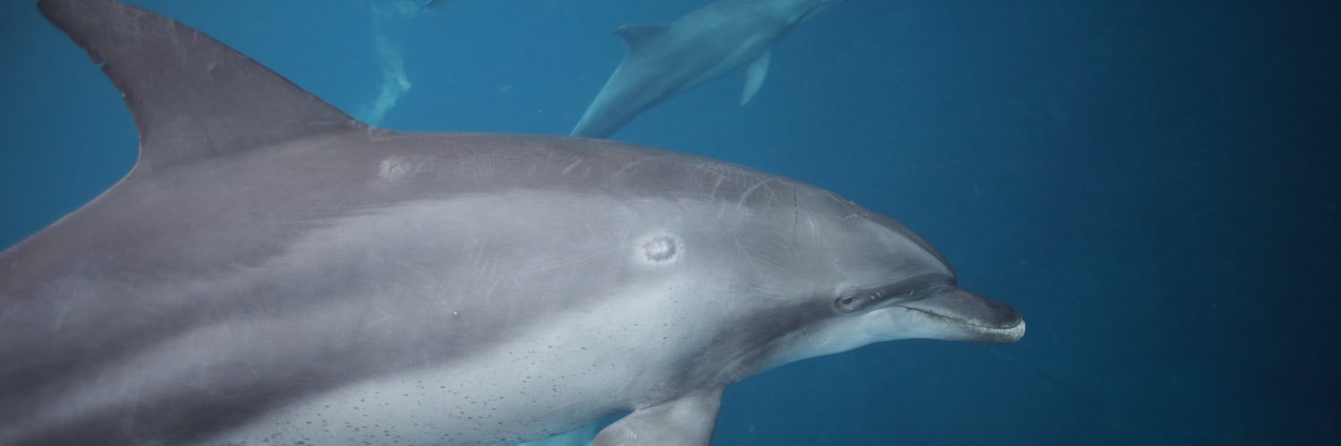 Eric Miyashiro banner