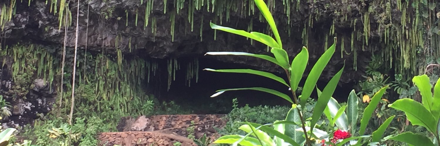 JungleJane5's profile banner image