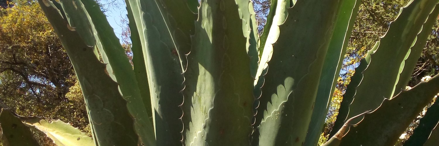 mrmonosapiens's profile banner image