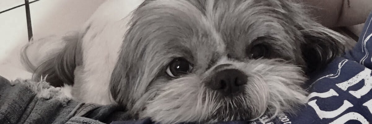 turbulenta_'s profile banner image