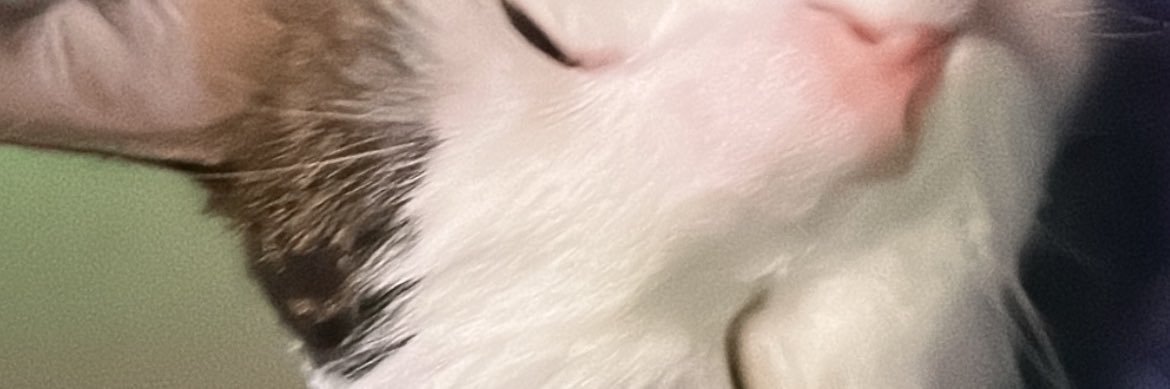 ichweinichtt's profile banner image