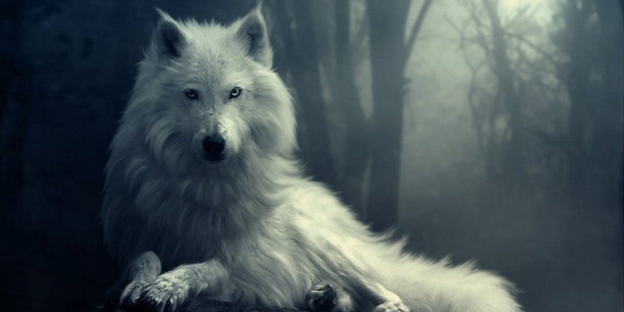 Elusive_Wolfy's profile banner image