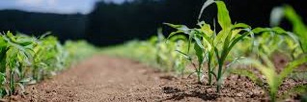 Van_Pedro Profile Banner