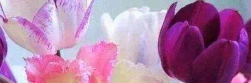 arifbachchu's profile banner image