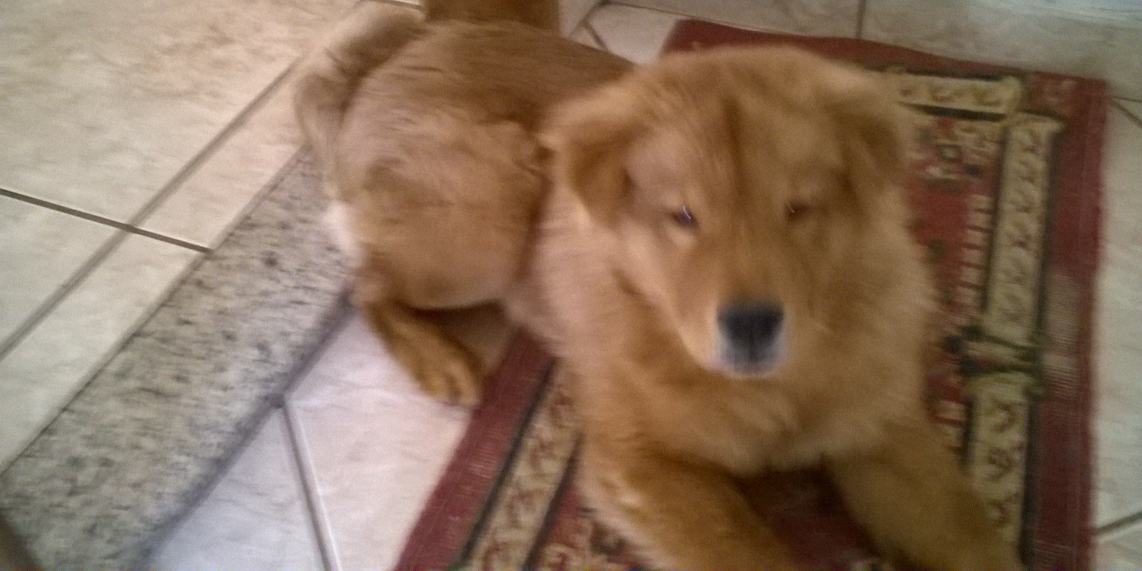 Noêmia 🖤♥️🖤 banner