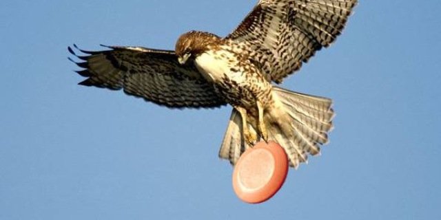ehsfrisbee's profile banner image