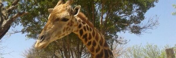 dilasha Profile Banner