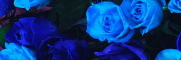utts2001_blues's profile banner image