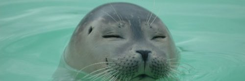Ninjasteev's profile banner image