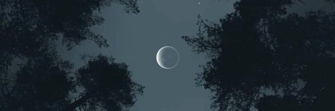 snakesandfoxes's profile banner image