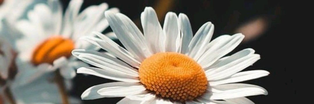 eulaymakowski's profile banner image