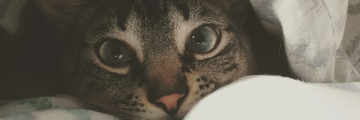 SergiNene's profile banner image