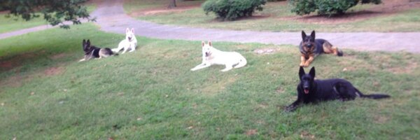 DogCollarsByDes Profile Banner