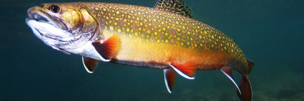 VictoriaSierra 🇪🇺 🇺🇦🇮🇪🇪🇸 banner