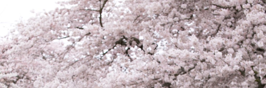 bluerazzberry28's profile banner image