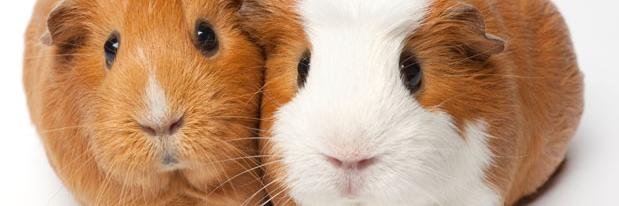 petsnuggies's profile banner image