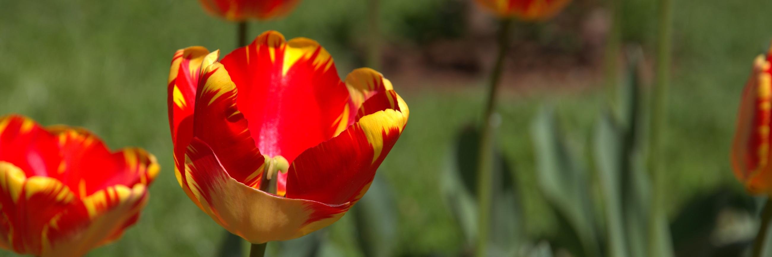 Subramaniam M banner