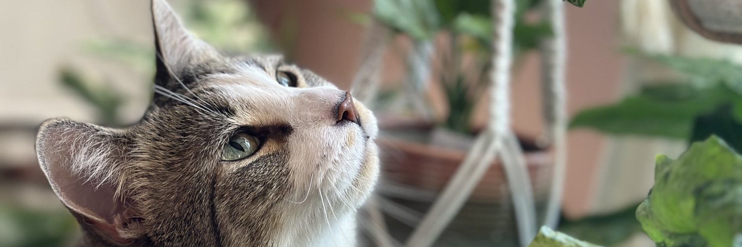 Stephanie 🇺🇸 banner