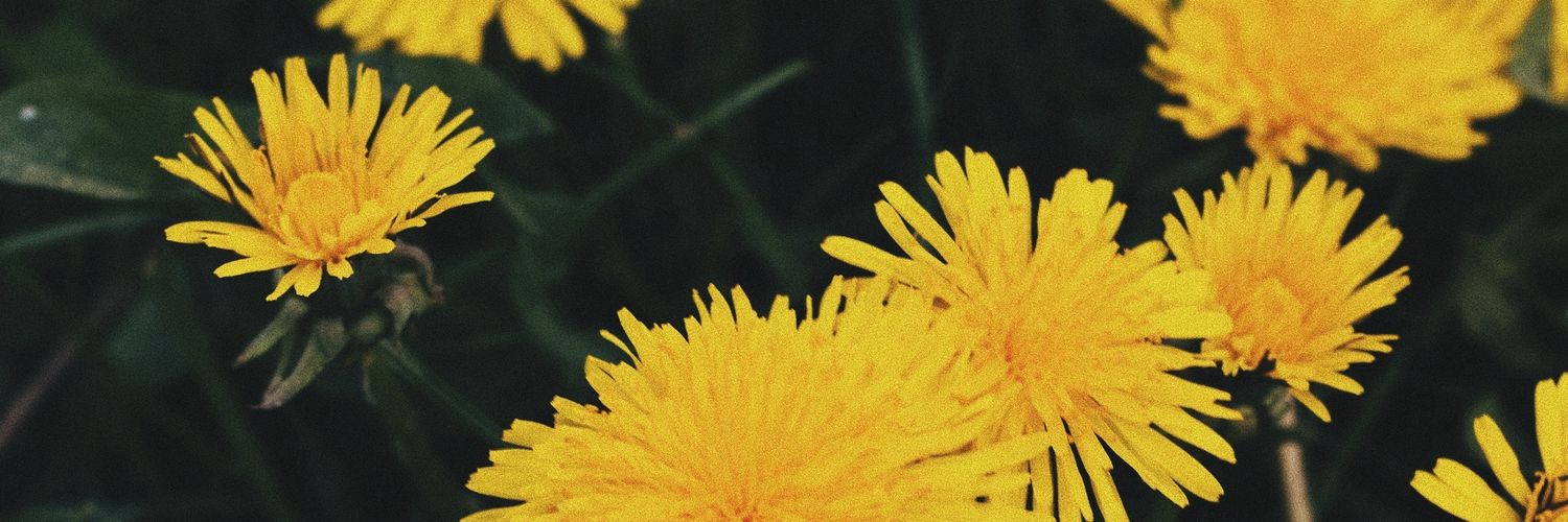 timelineschmutz's profile banner image