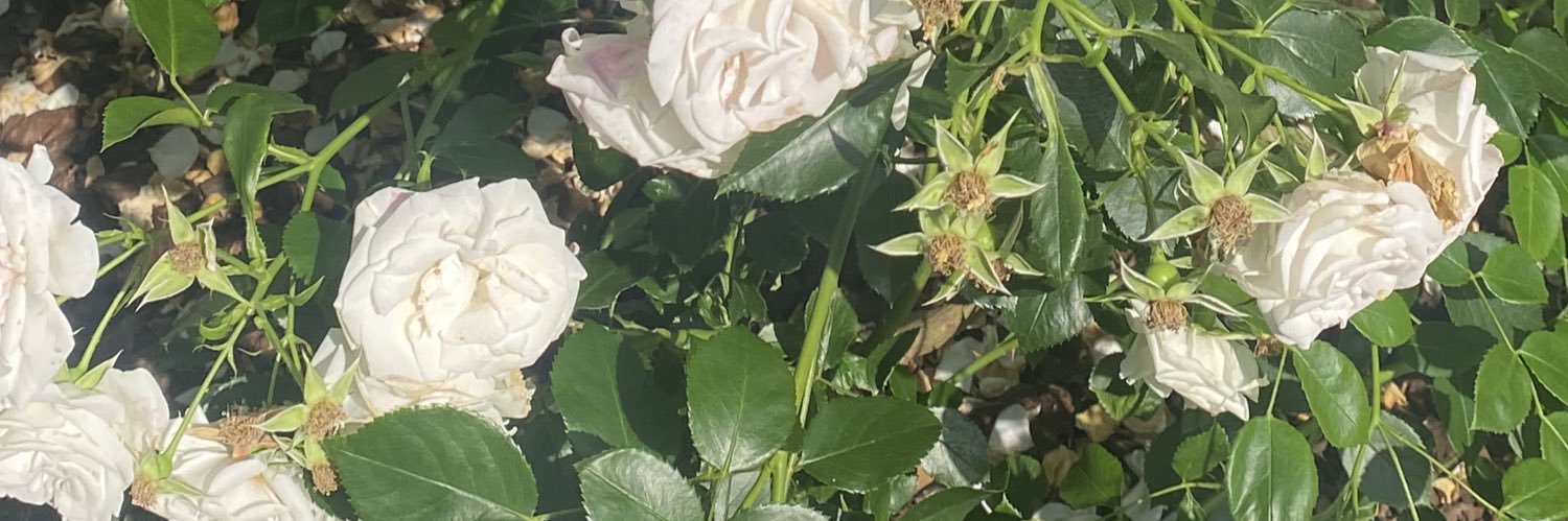 _yaaaraaaa's profile banner image