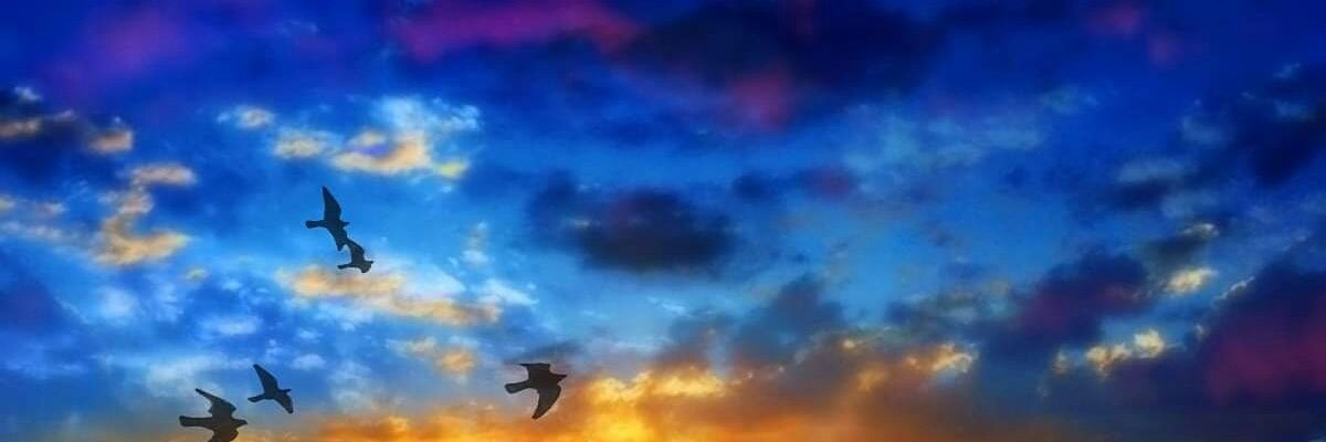 NedelkaSaa's profile banner image