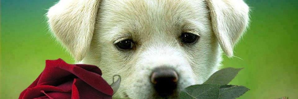 sandraudrey's profile banner image