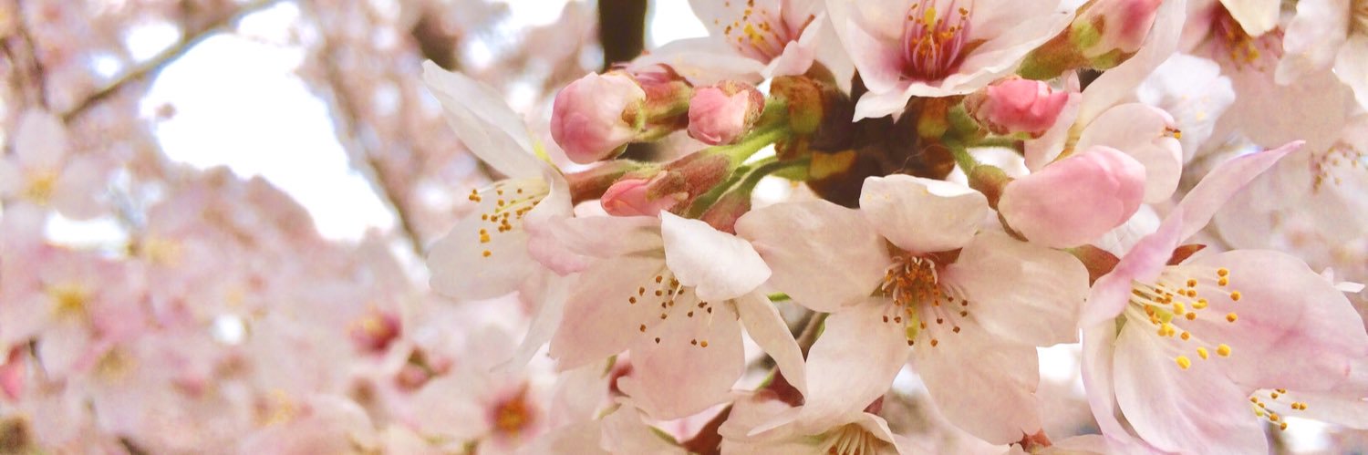 nicola_ayaka's profile banner image