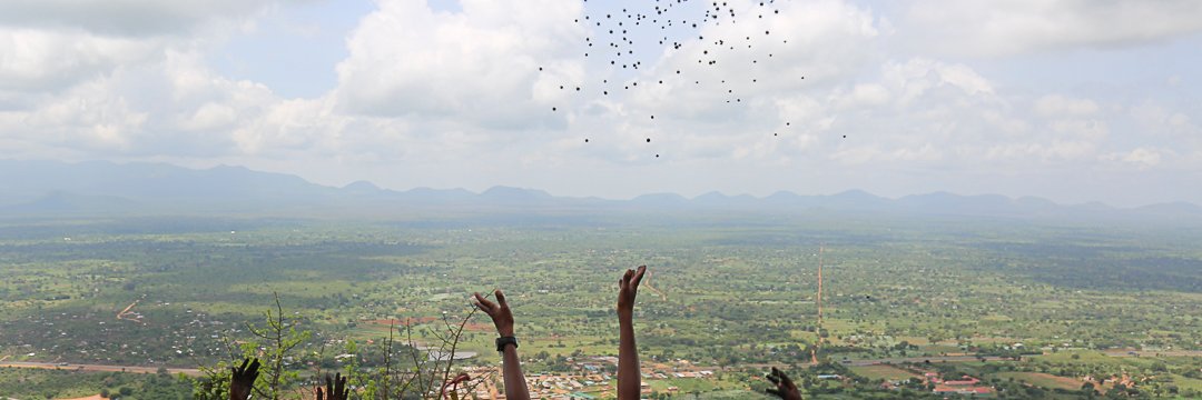 Photos for Trees Kenya🌳 banner