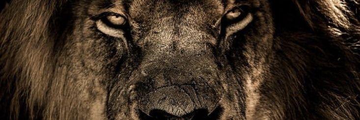 aknsvnc's profile banner image