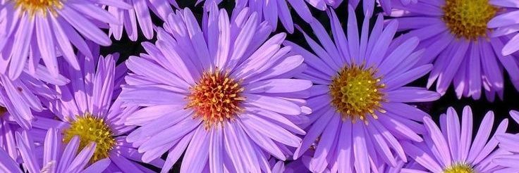 salmaa14_'s profile banner image