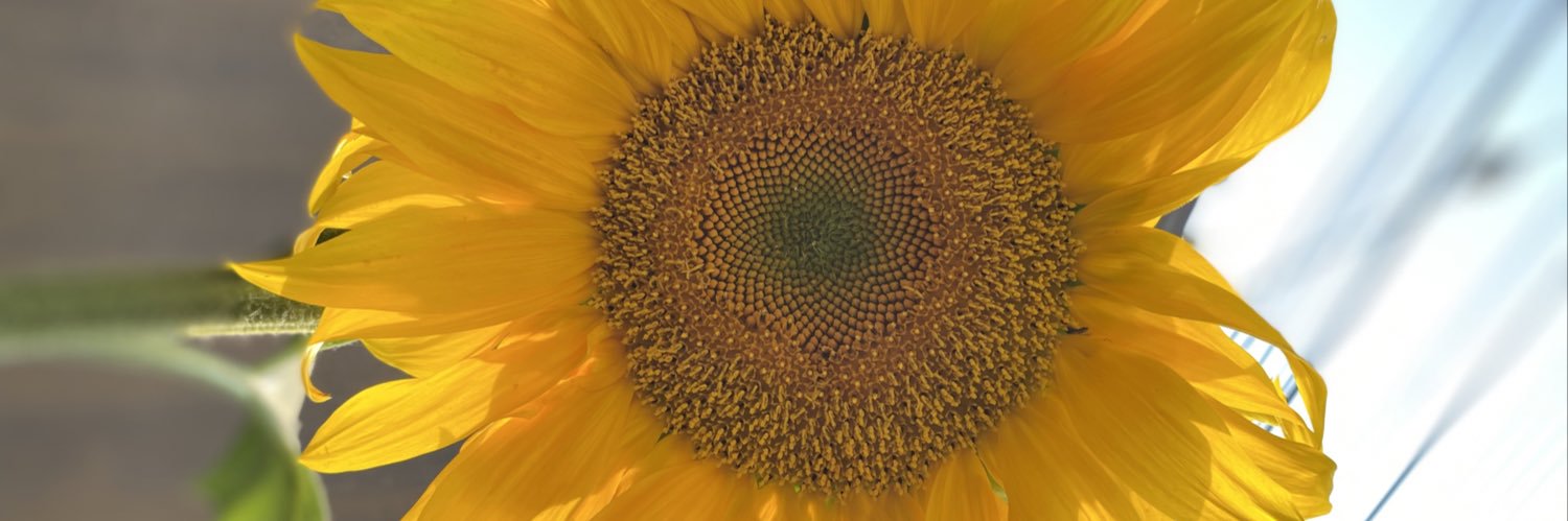 SOL VALLE banner