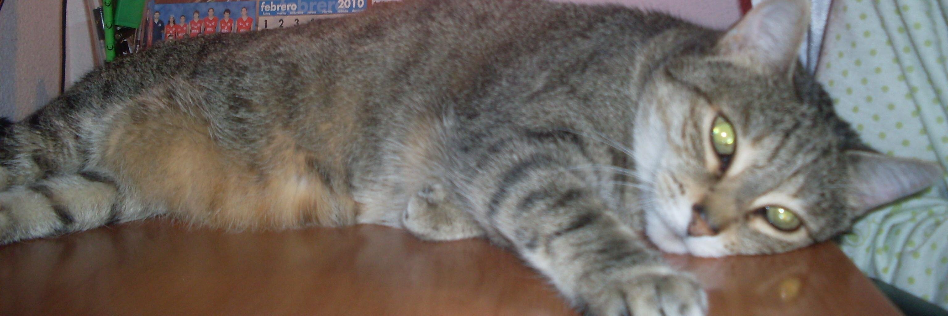 Canija6's profile banner image