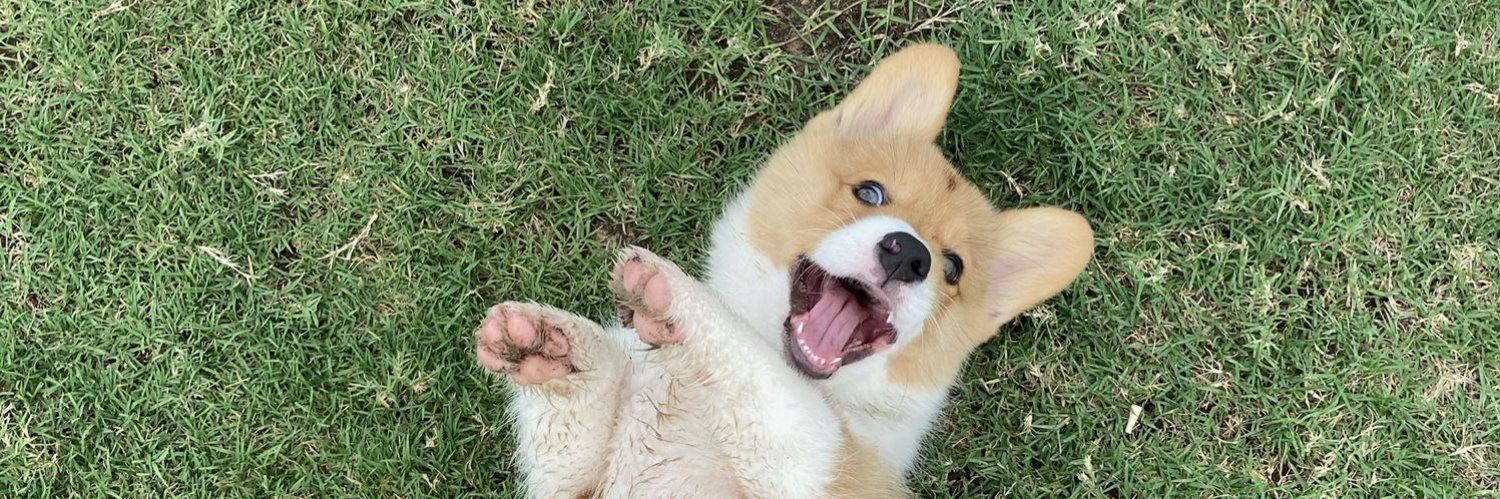 amandapandola's profile banner image