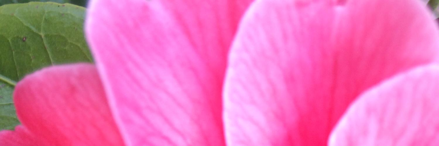 norabey's profile banner image
