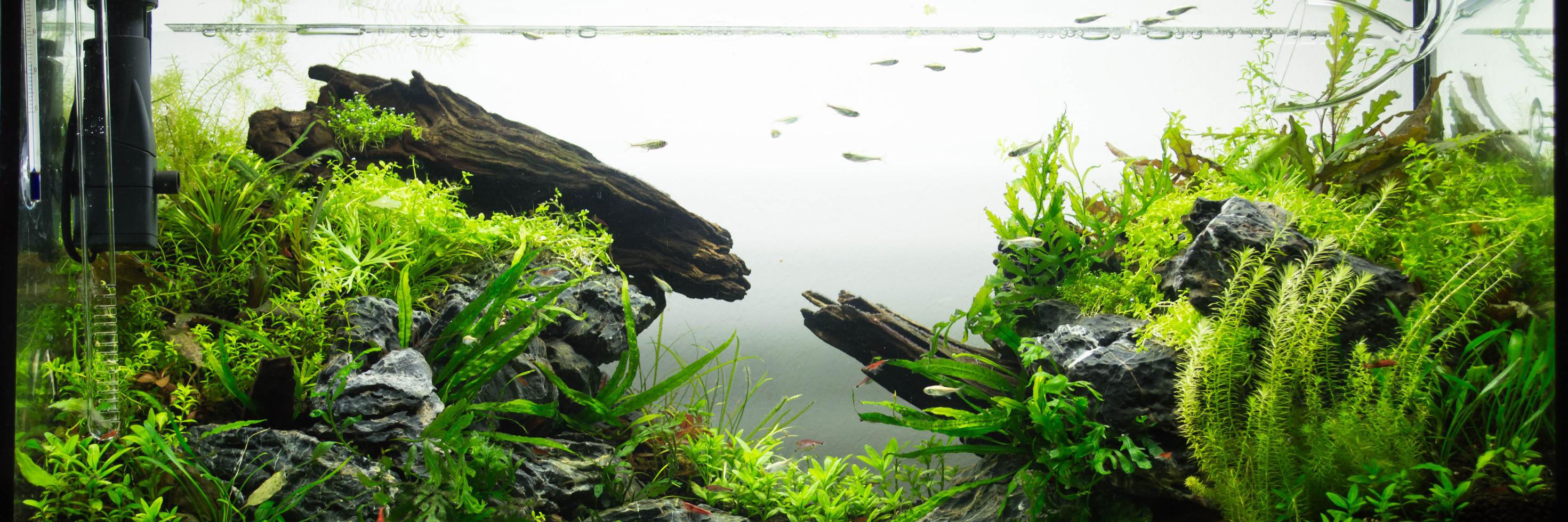 AquascapingLife's profile banner image