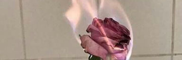 TwinkleDedhia's profile banner image