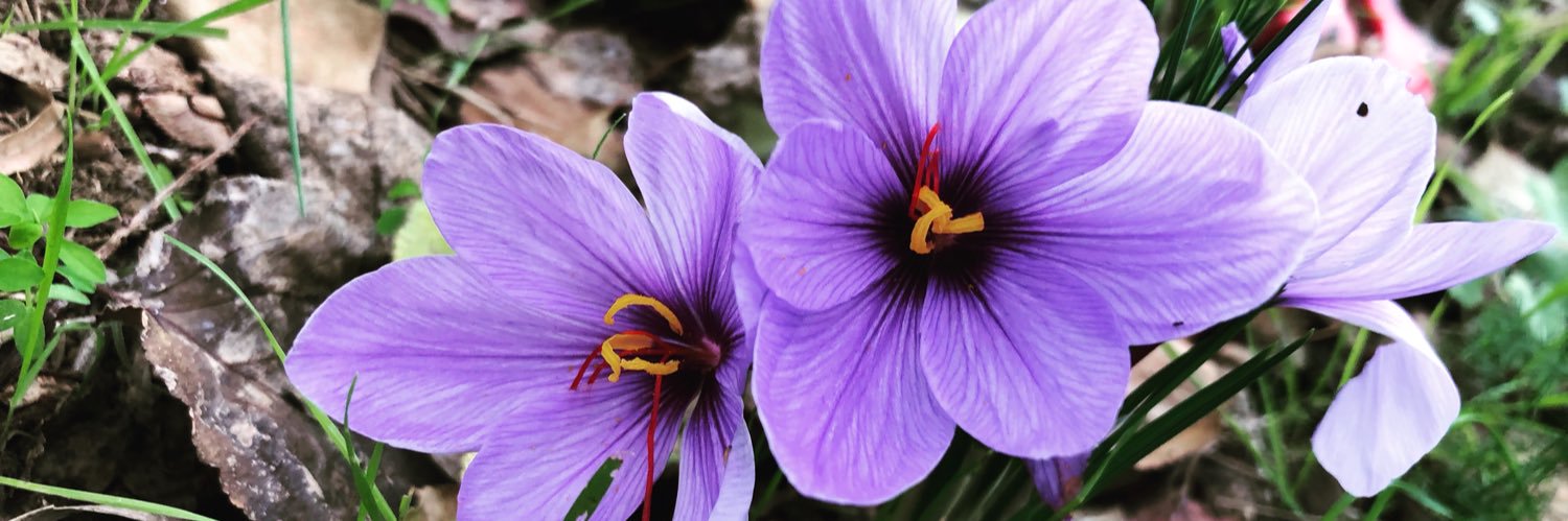 espurnadefoc's profile banner image