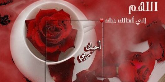 Balqees0902's profile banner image
